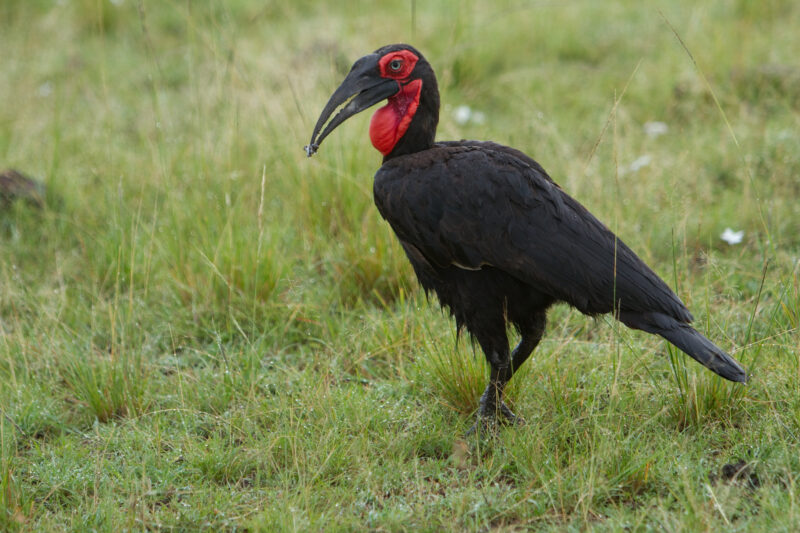 Birds of Masai Mara — Maasai Mara — Africa, Kenya