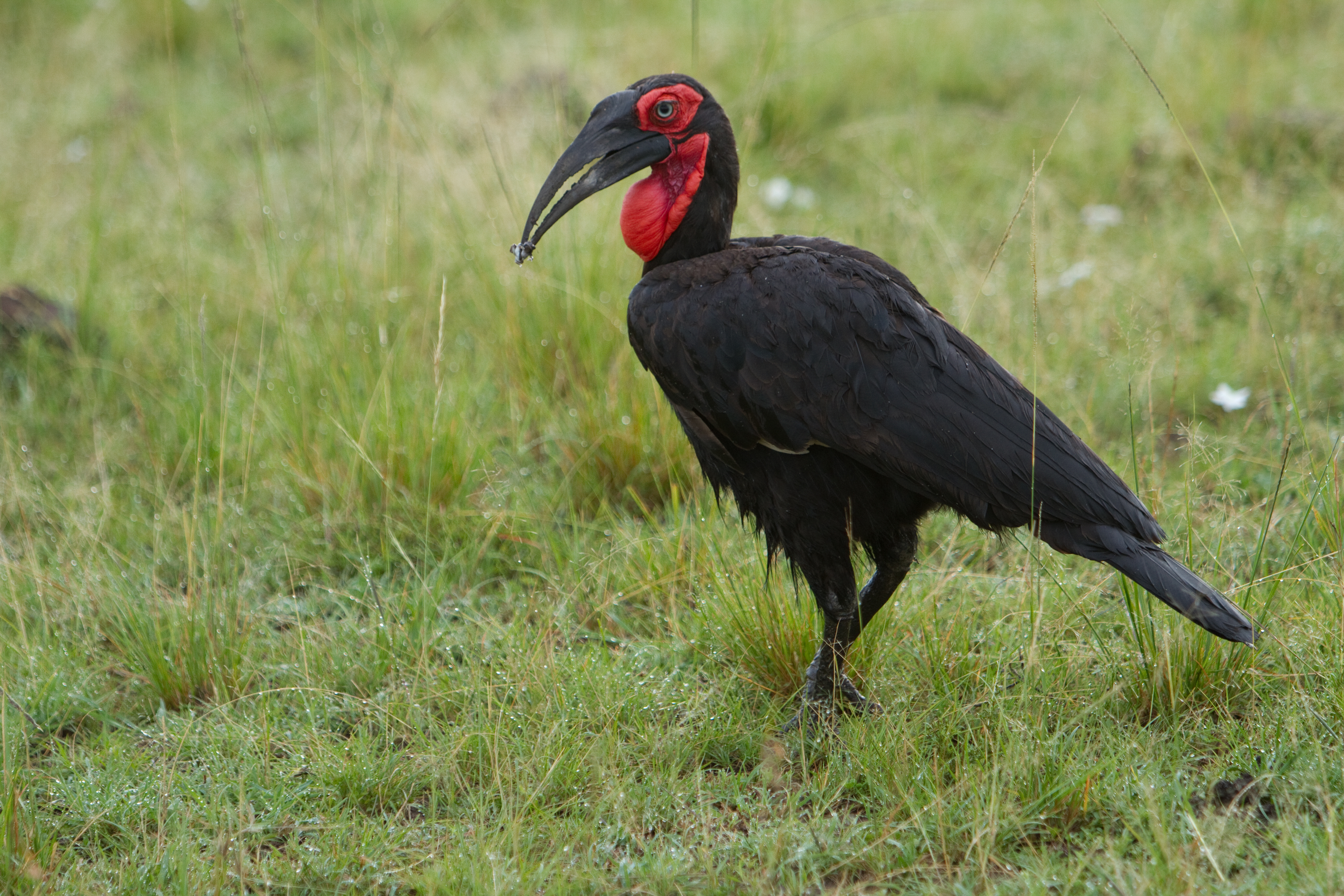 Birds of Masai Mara