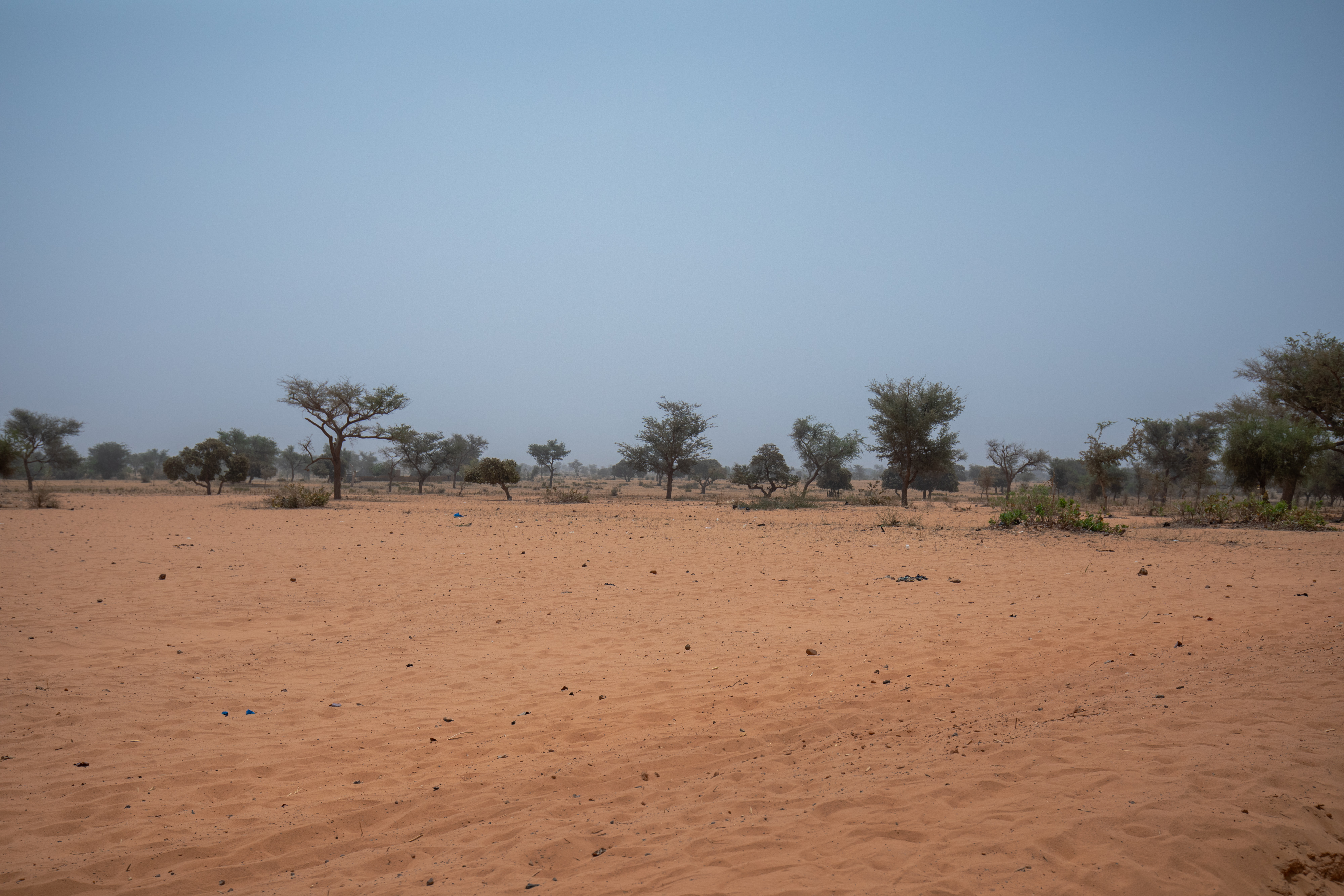 Dry Fields in Niger