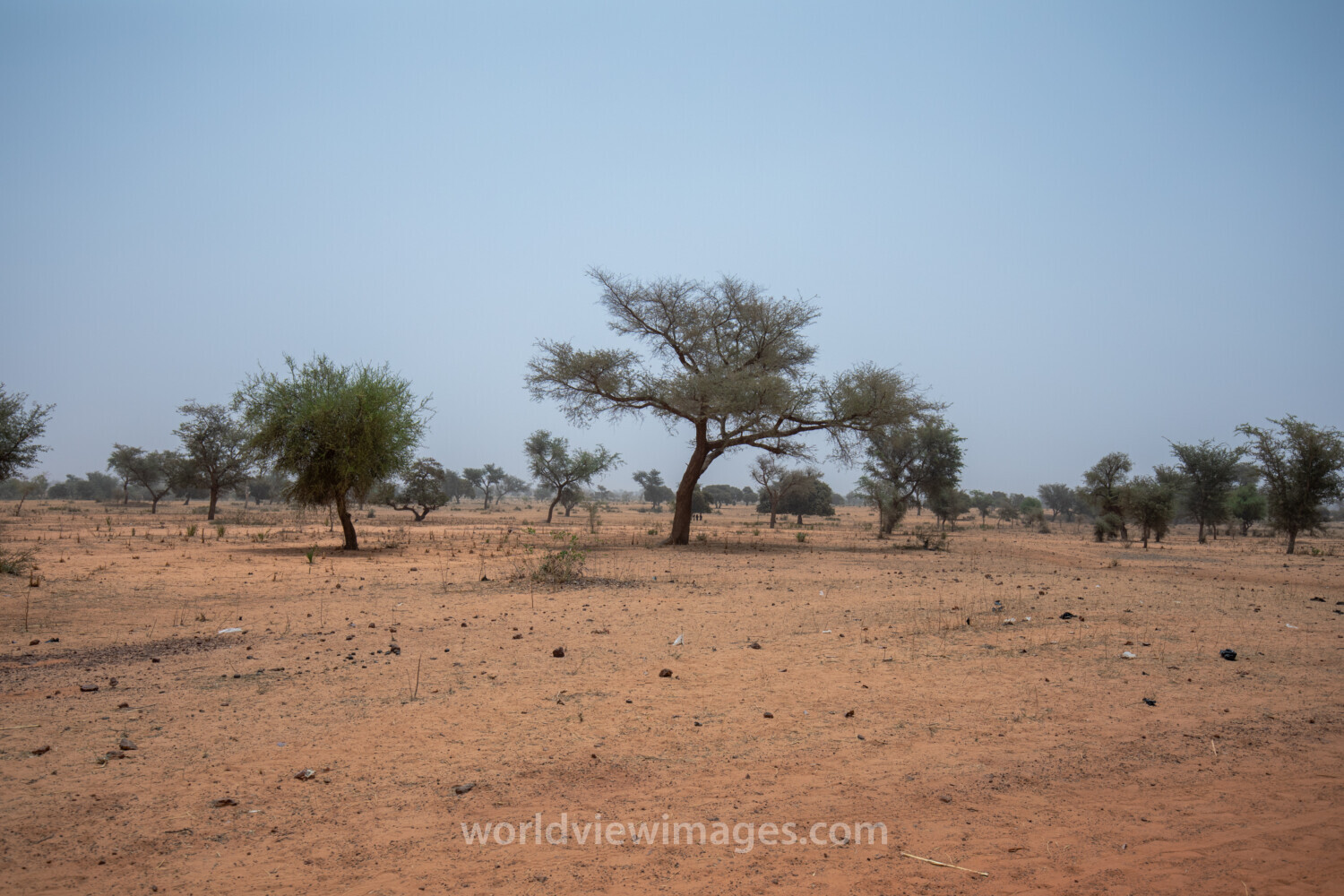 Dry Fields in Niger