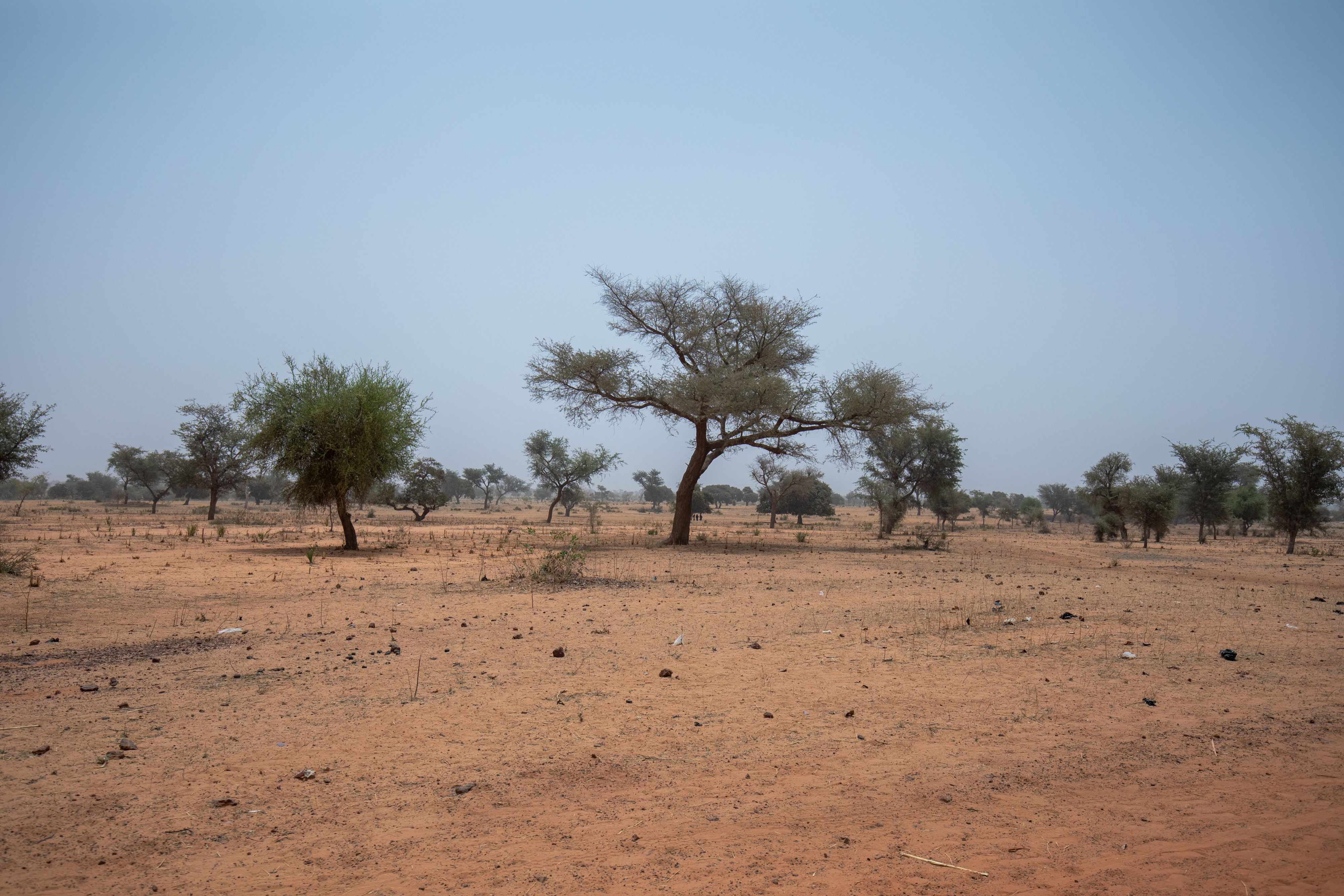 Dry Fields in Niger