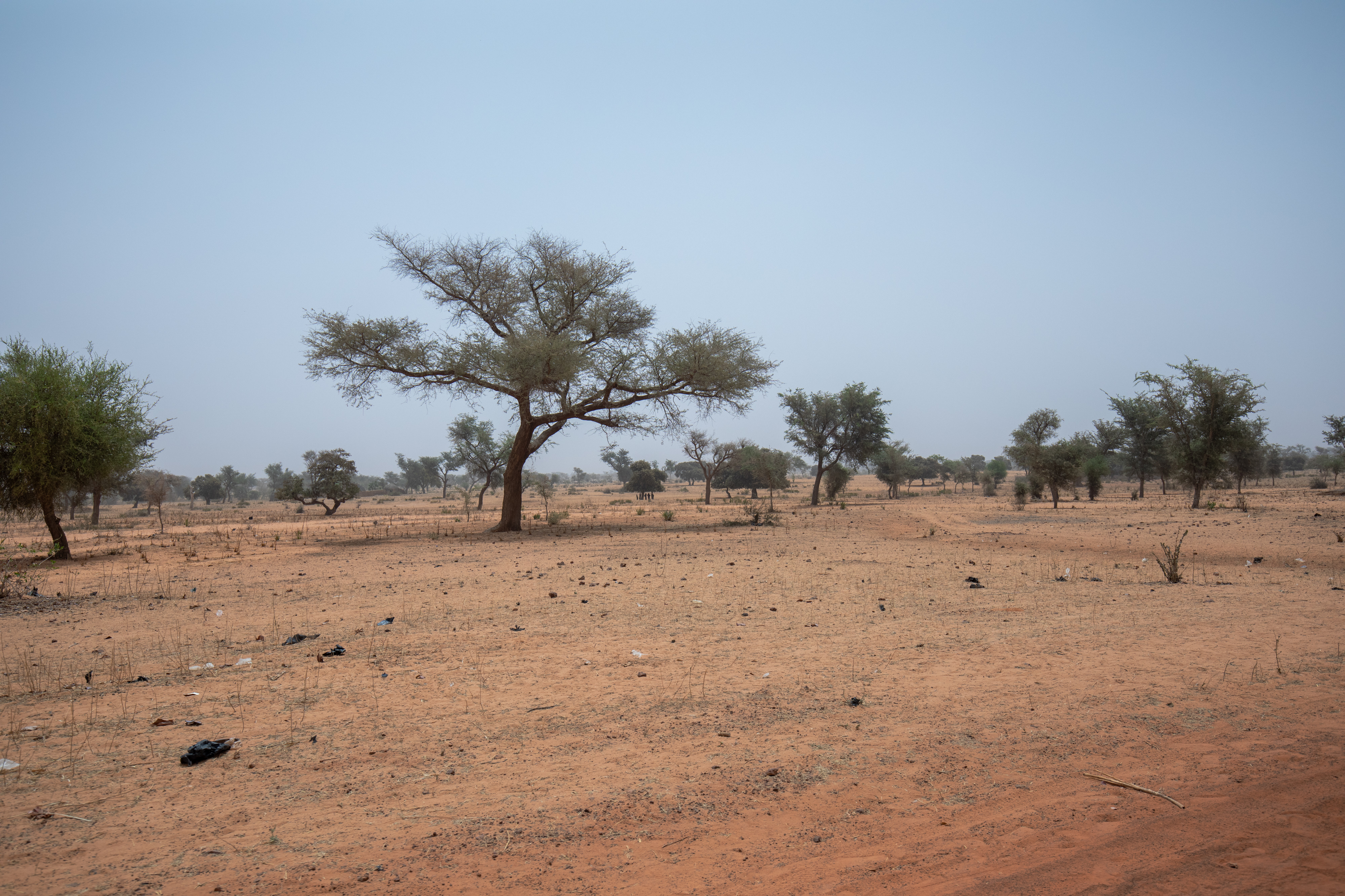 Dry Fields in Niger