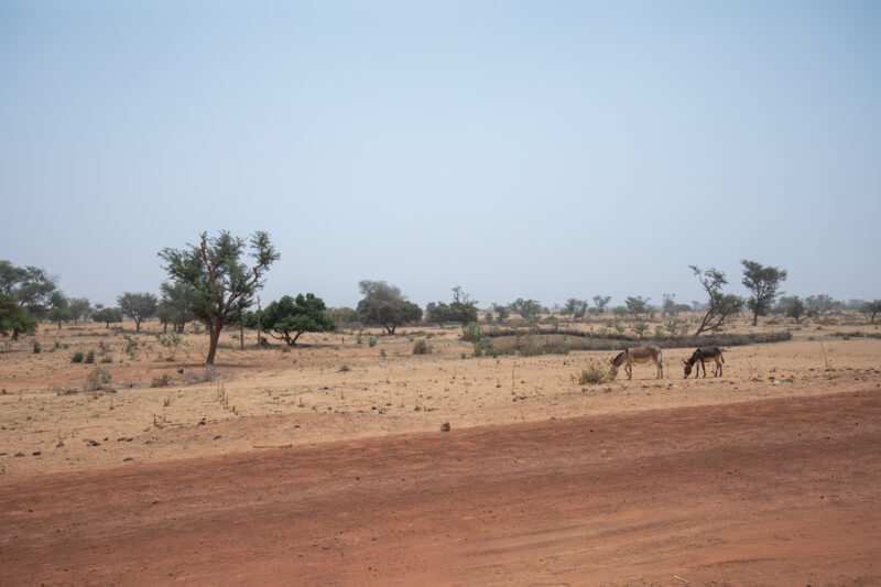 Dry Fields in Niger — Fields in Niger, Africa, during the Dry Season. — Africa, Animal, Education, Lowland, Nature