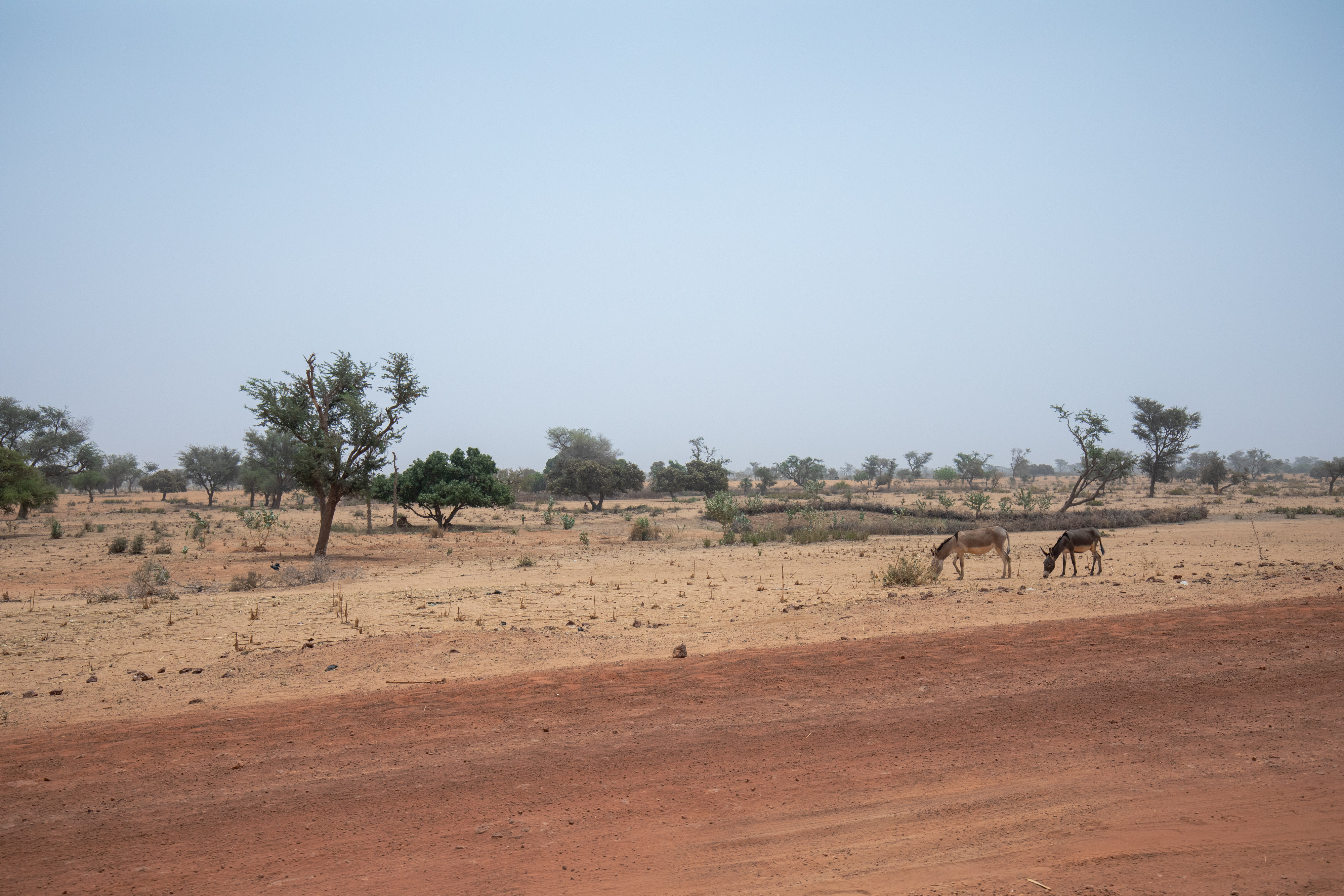 Dry Fields in Niger