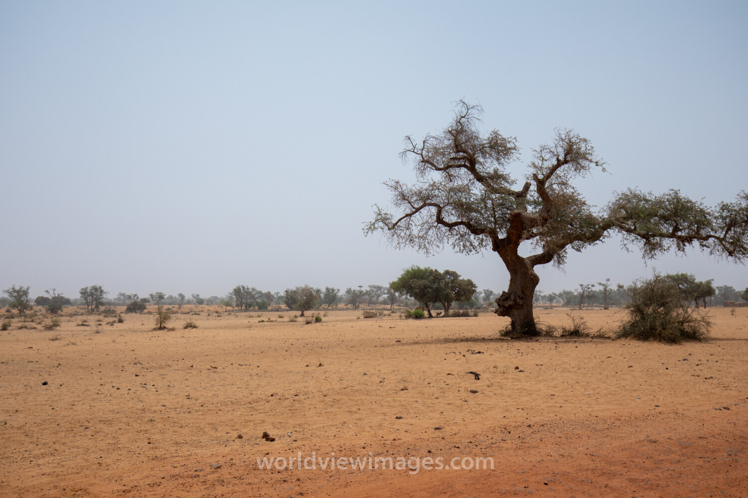 Dry Fields in Niger