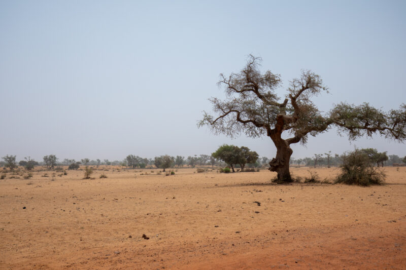 Dry Fields in Niger — Fields in Niger, Africa, during the Dry Season. — Africa, Education, Lowland, Nature, Niger