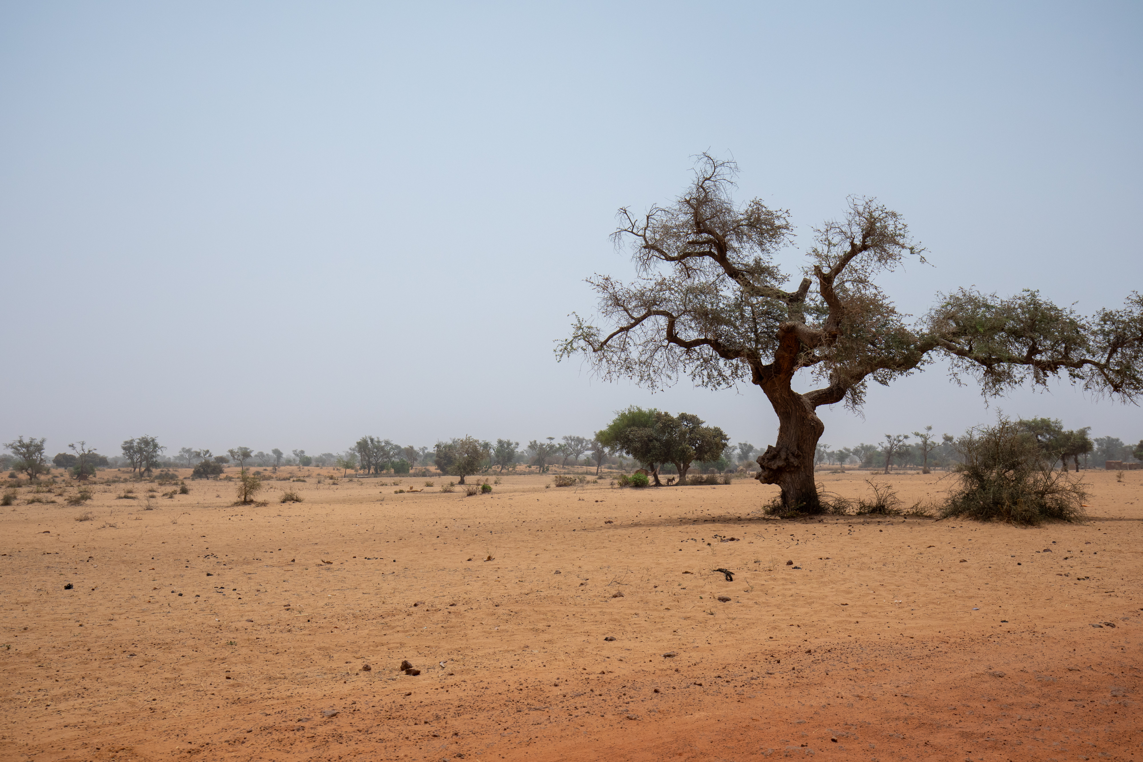 Dry Fields in Niger
