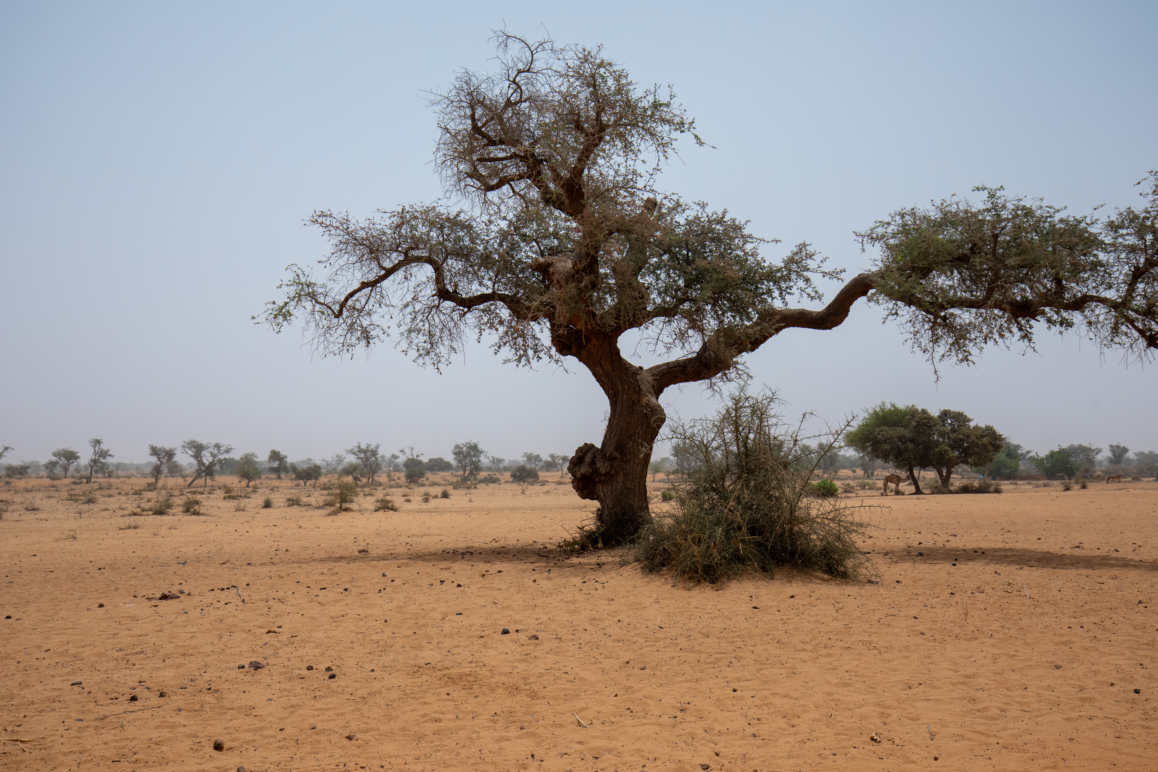 Dry Fields in Niger
