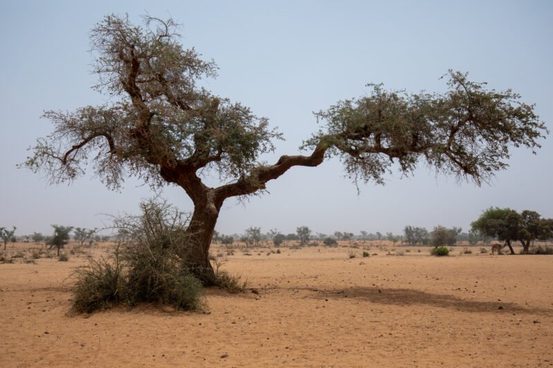 Dry Fields in Niger — Fields in Niger, Africa, during the Dry Season. — Africa, Education, Lowland, Nature, Niger