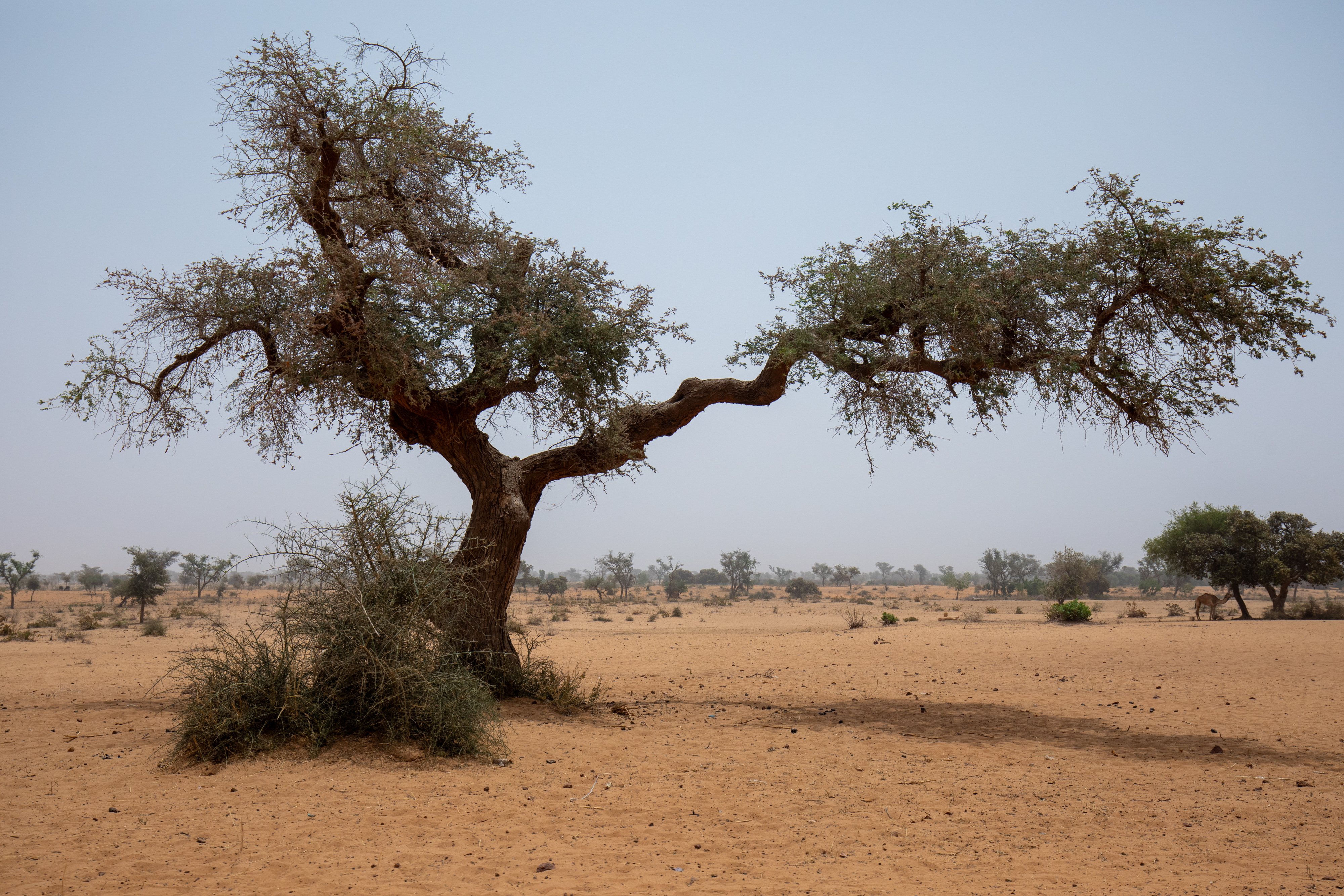 Dry Fields in Niger