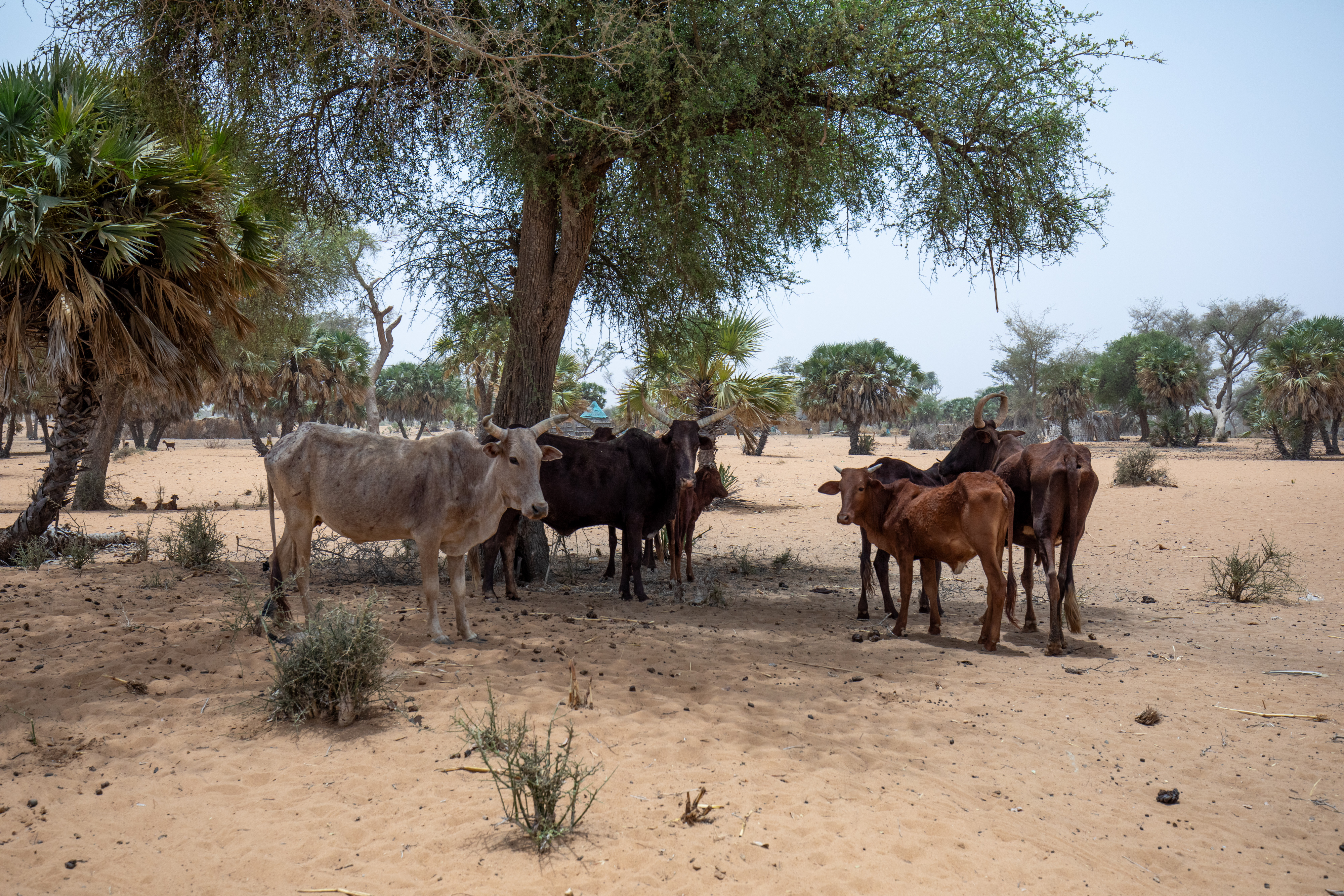 Rural Niger