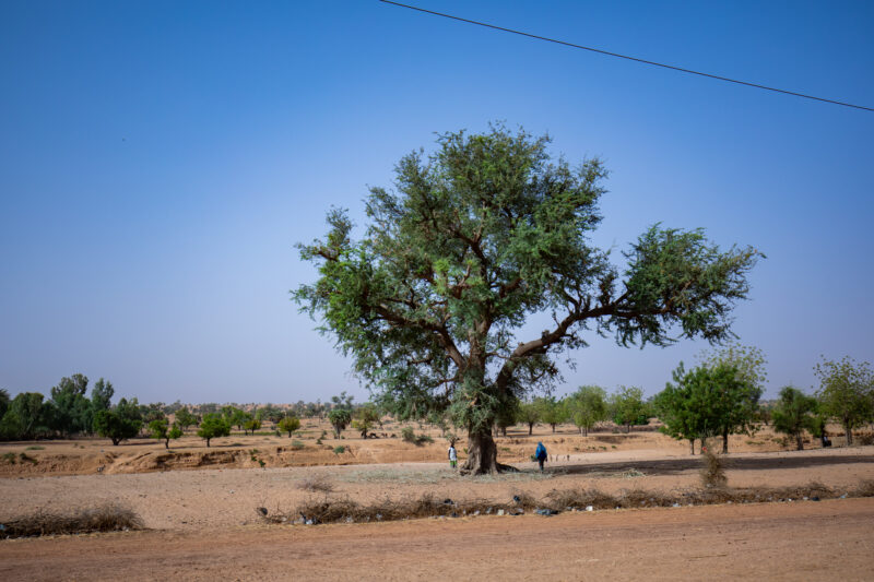 Dry Season — Fields in Niger, Africa, close to the Sahara deasert, lay bare during the driy season. — Africa, Education, Lowland, Nature, Niger