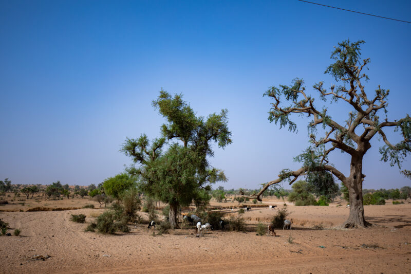 Dry Season — Fields in Niger, Africa, close to the Sahara deasert, lay bare during the driy season. — Africa, Education, Lowland, Nature, Niger