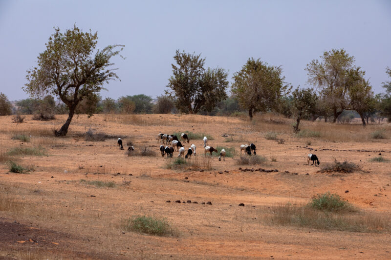 Niger2019__4635 — Africa, Animal, Desert, Education, Lowland