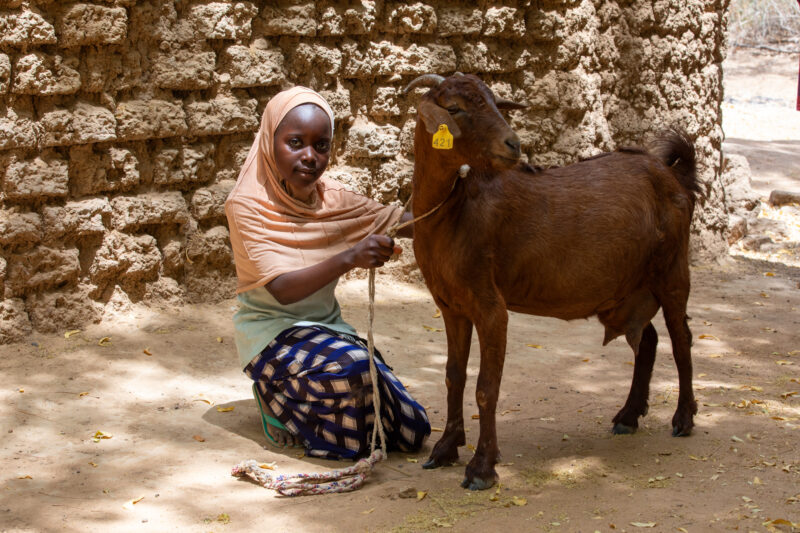 Girl and her Goat in Niger — As a way to promote income generation and food security, ADRA provides goats and training on how to take care of goats in Niger,...