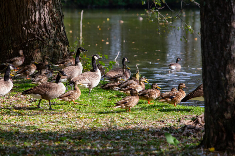 Canada Geese — Animal, Bird, Goose, Geese, Canada Geese