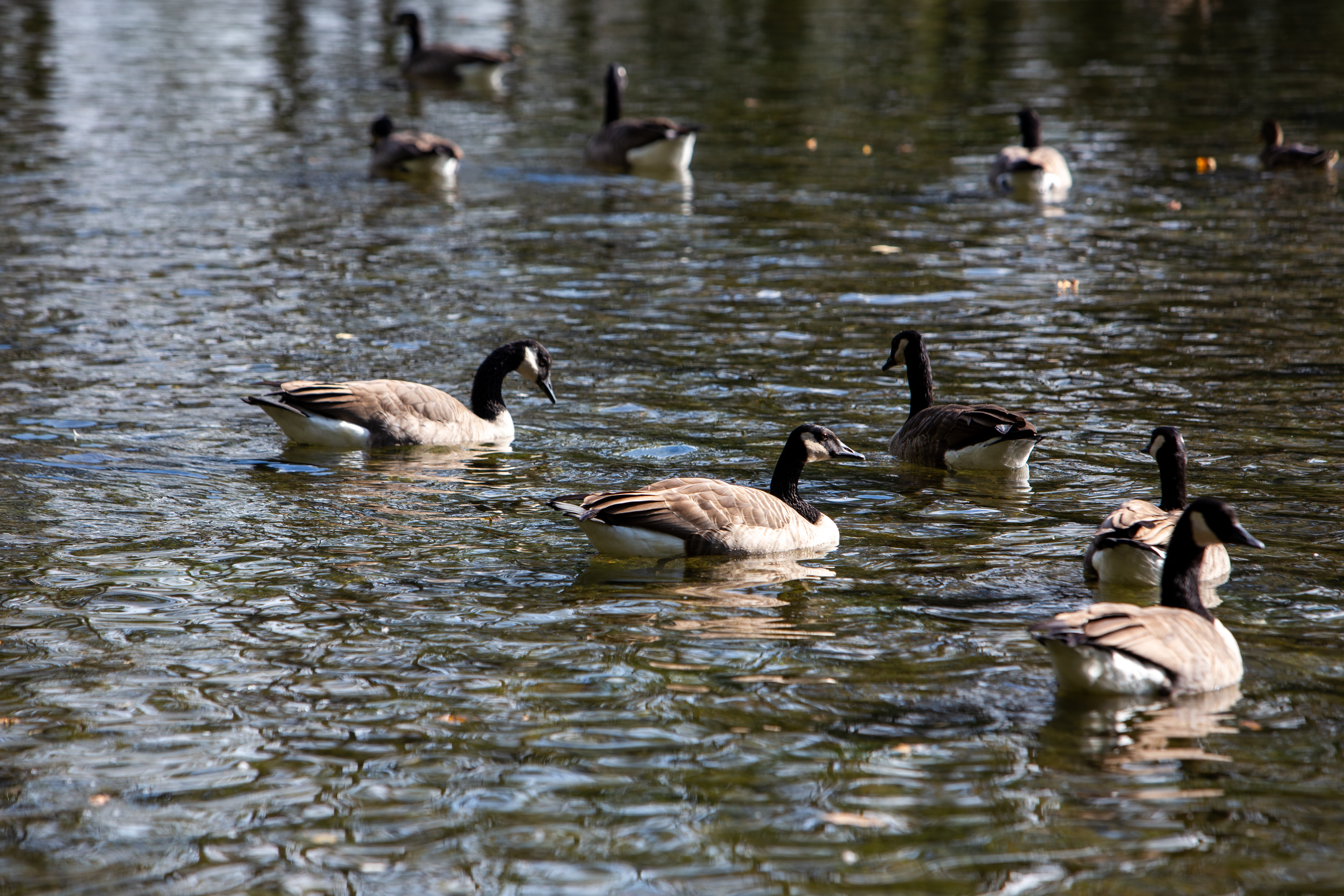 Canada Geese