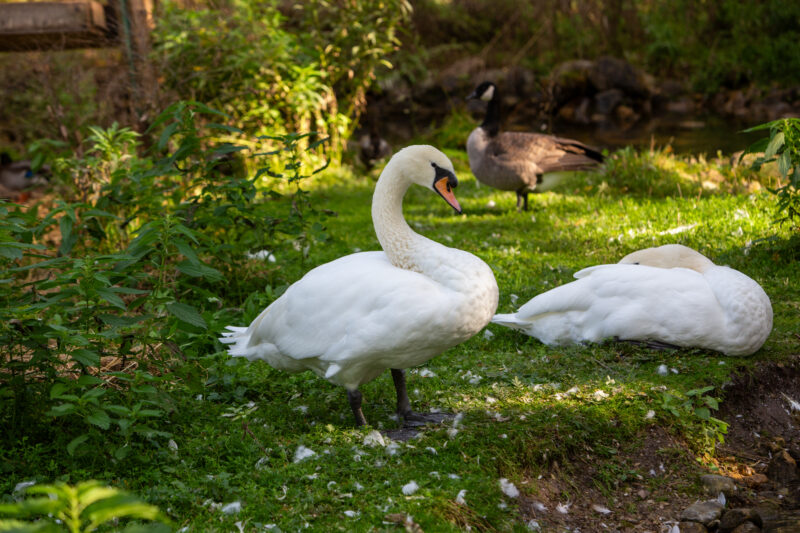 Photo: White Swan — Animal, Bird, Swan