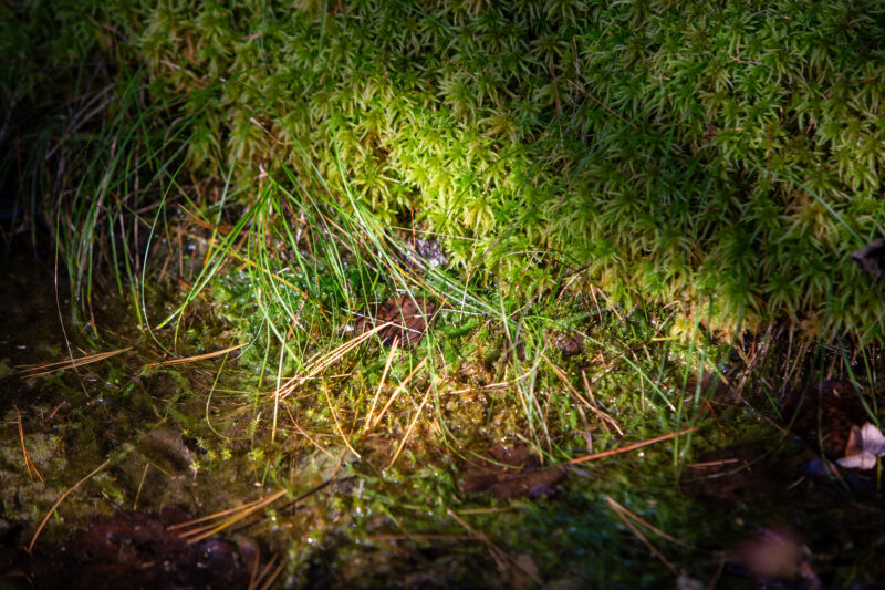 Moss — Nature Closeup — Texture, organic, Closeup, Nature, Forest