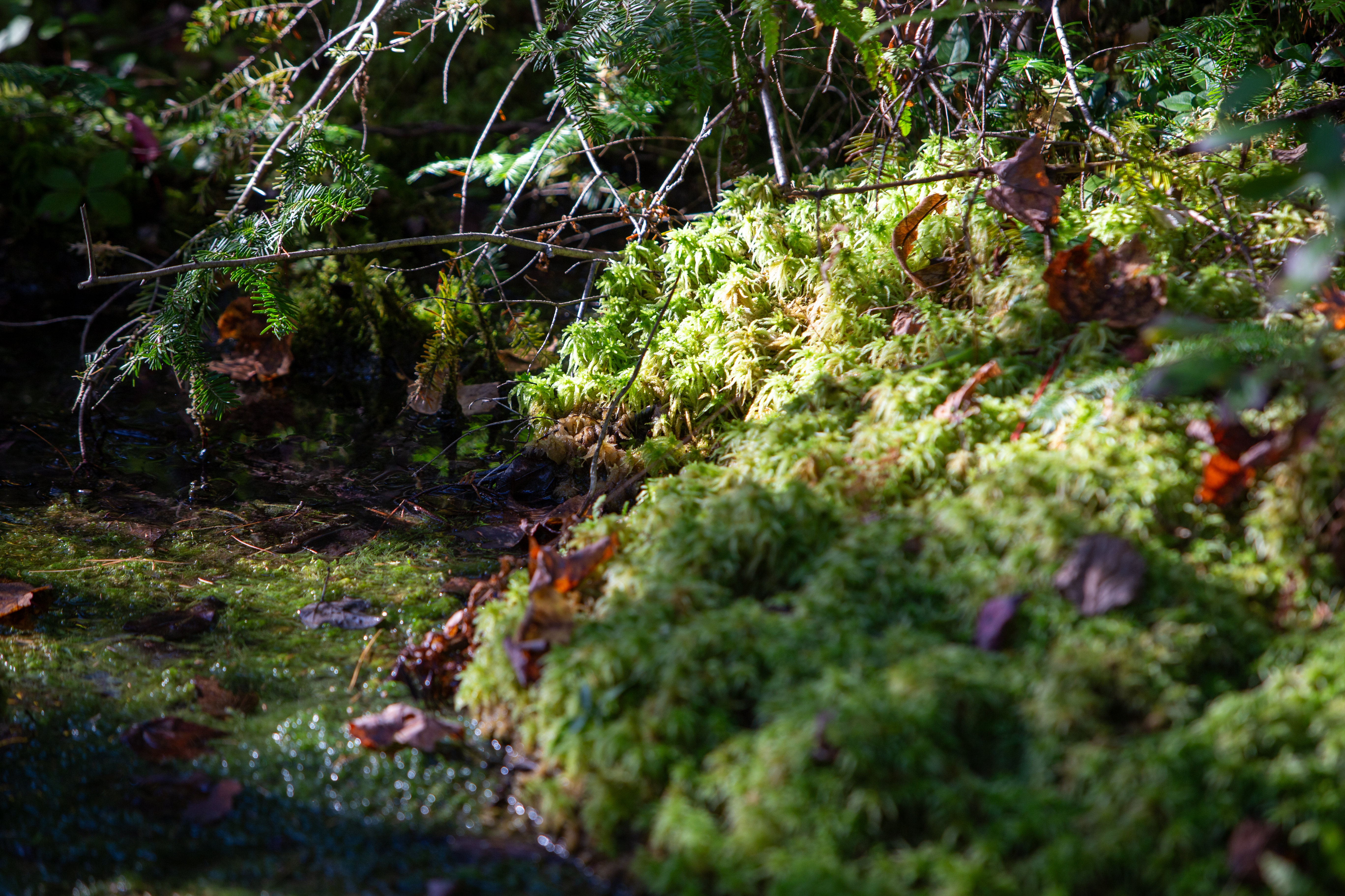 Moss