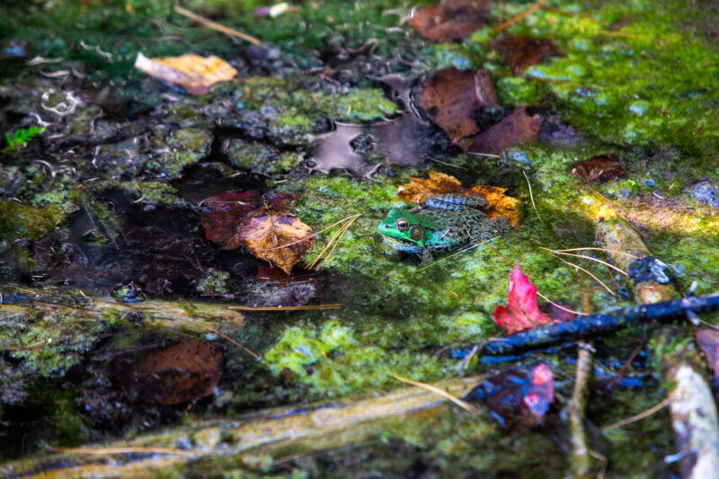Frog in the Marsh — Forest, Nature, Plant, Tree, Unsaturated