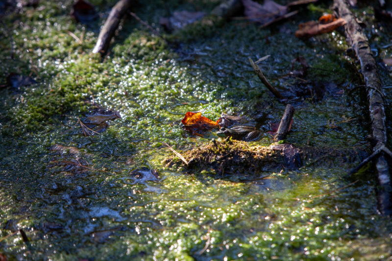 Frog in the Marsh — Forest, Nature, Plant, Tree, Unsaturated