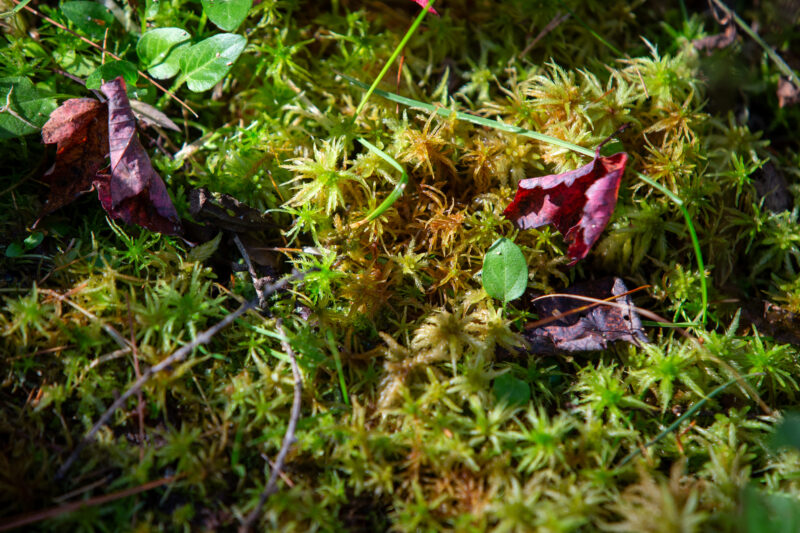 Moss — Nature Closeup — Texture, organic, Closeup, Nature, Forest