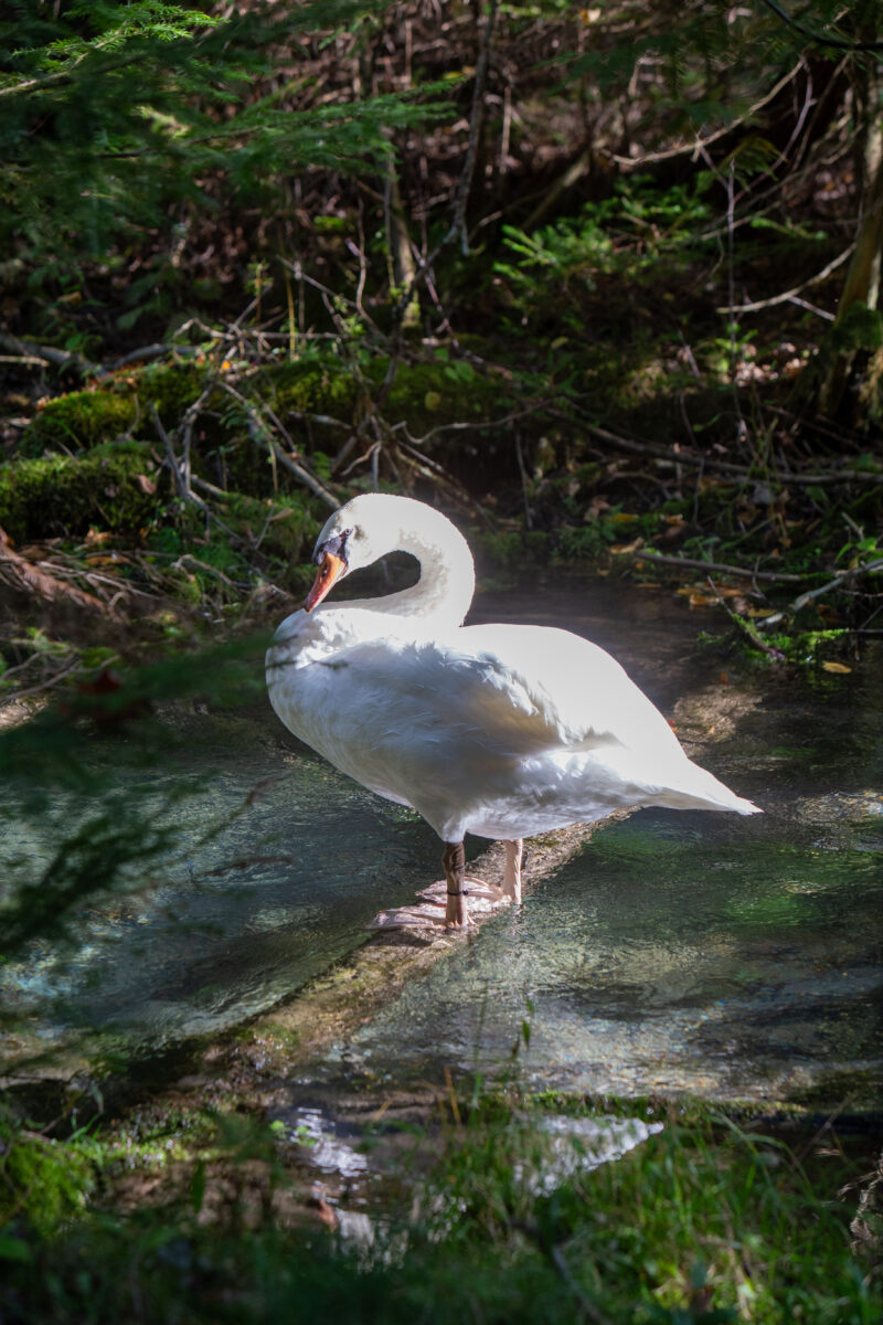 Photo: White Swan — Animal, Bird, Swan