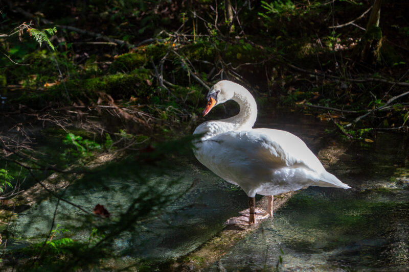White Swan — Animal, Bird, Swan, Unsaturated