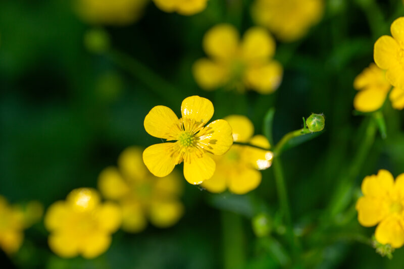Buttercups — Closeup of the beautiful buttercup flower of the Ranunculus family of flowers. — Bokeh, Flower, Nature, Plant, Ranunculus