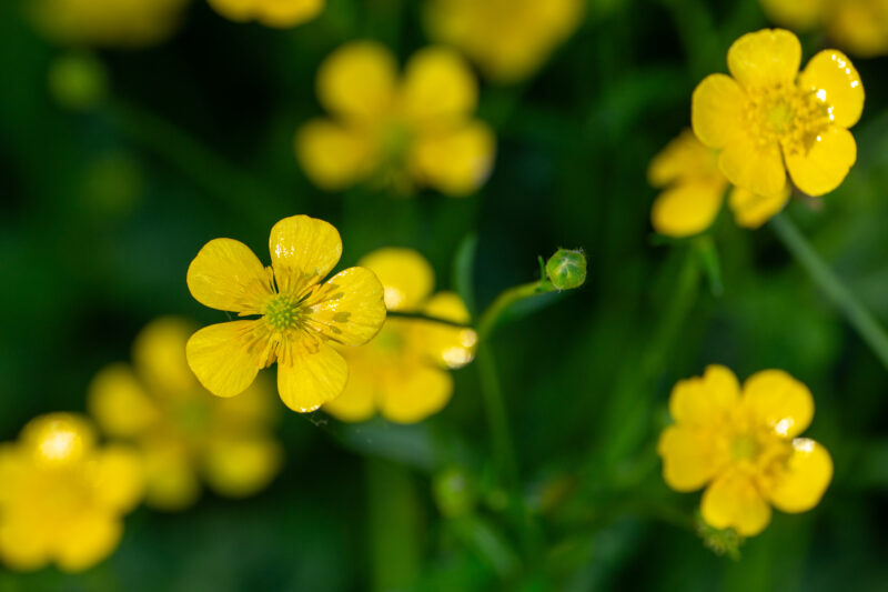 Buttercups — Closeup of the beautiful buttercup flower of the Ranunculus family of flowers. — Bokeh, Flower, Nature, Plant, Ranunculus