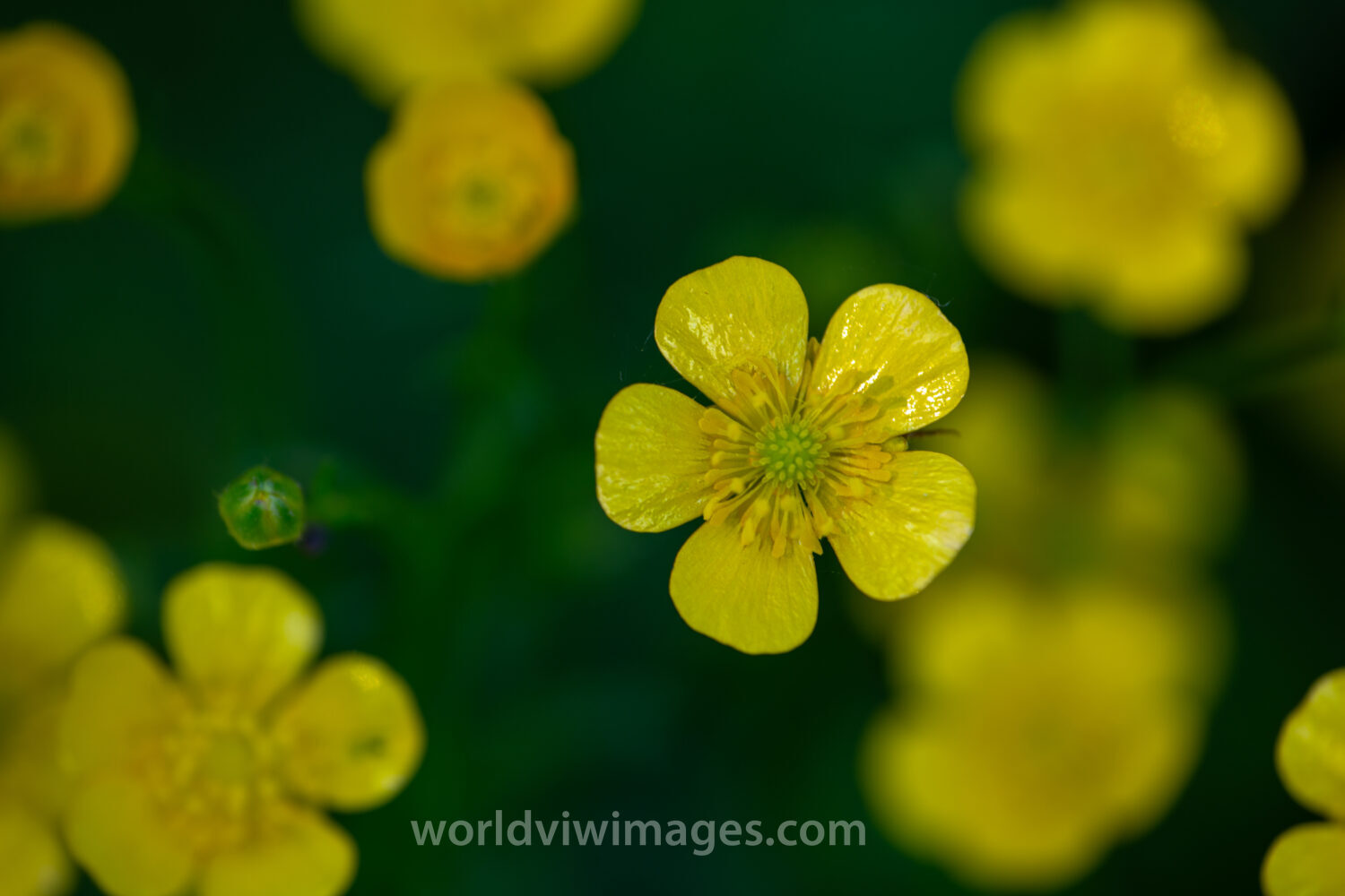 Buttercups