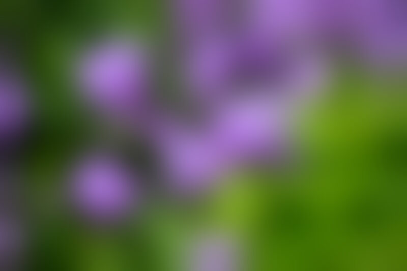 Blurred Background — Organic backgrounds out of focus, — Blur, blurred backgrounds, organic backgrounds, nature