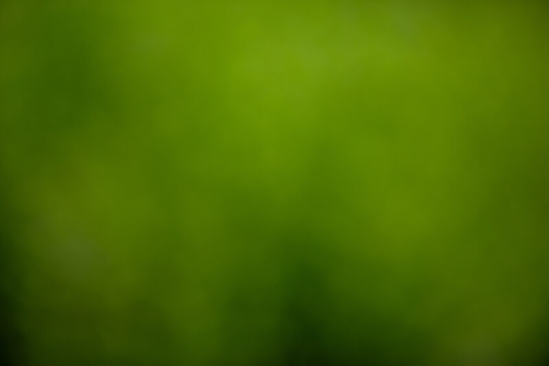 Blurred Background — Organic backgrounds out of focus, — Blur, blurred backgrounds, organic backgrounds, nature