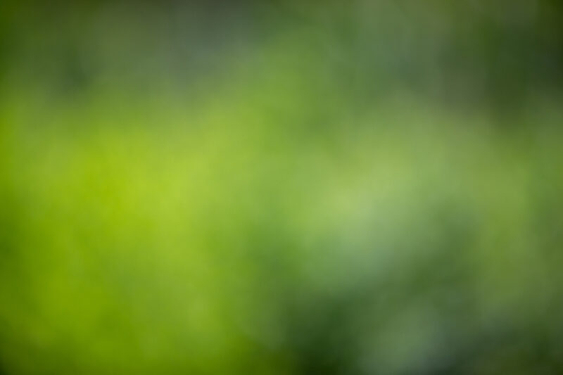 Blurred Background — Organic backgrounds out of focus, — Blur, blurred backgrounds, organic backgrounds, nature