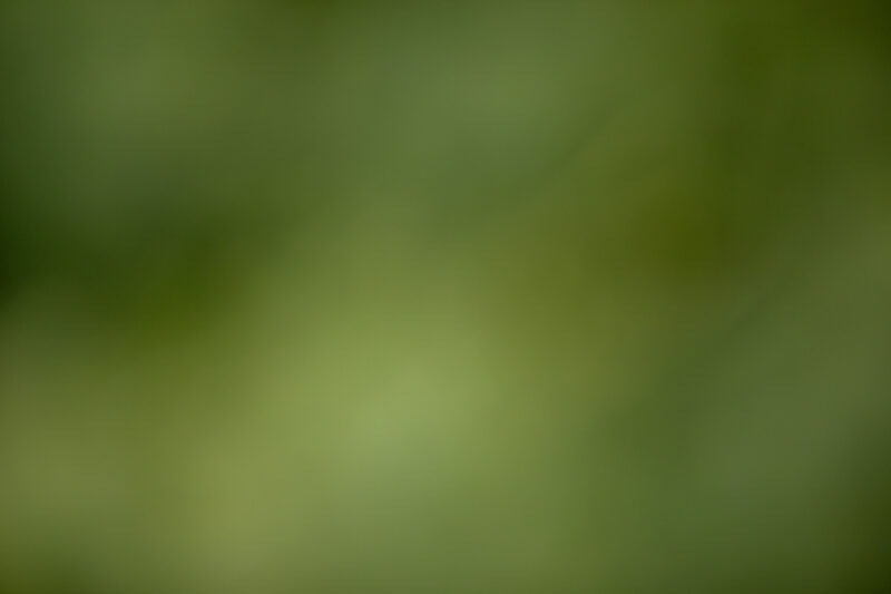 Blurred Background — Organic backgrounds out of focus, — Blur, blurred backgrounds, organic backgrounds, nature