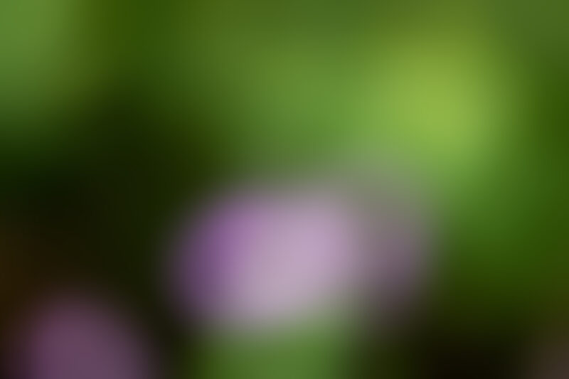 Blurred Background — Organic backgrounds out of focus, — Blur, blurred backgrounds, organic backgrounds, nature