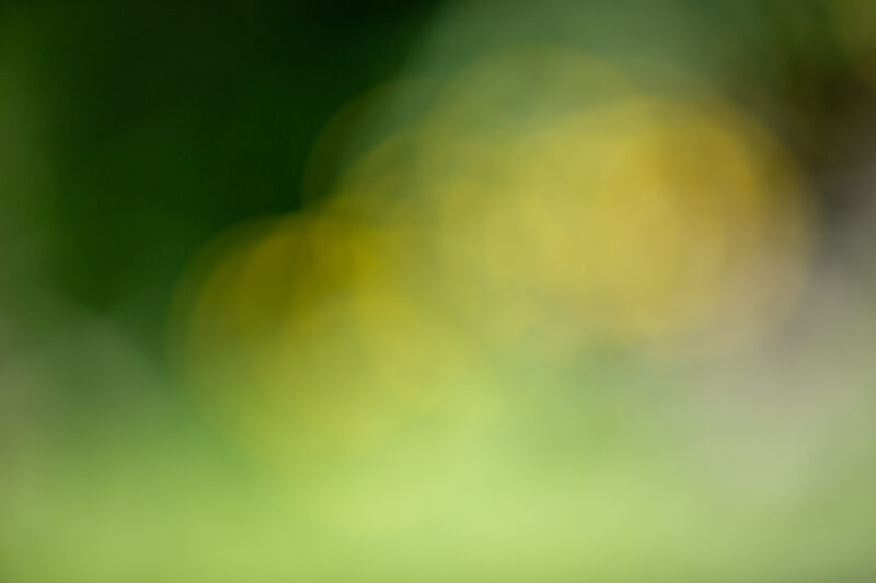 Blurred Background — Organic backgrounds out of focus, — Blur, blurred backgrounds, organic backgrounds, nature