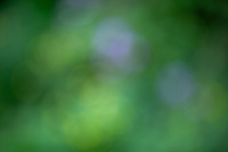 Blurred Background — Organic backgrounds out of focus, — Blur, blurred backgrounds, organic backgrounds, nature
