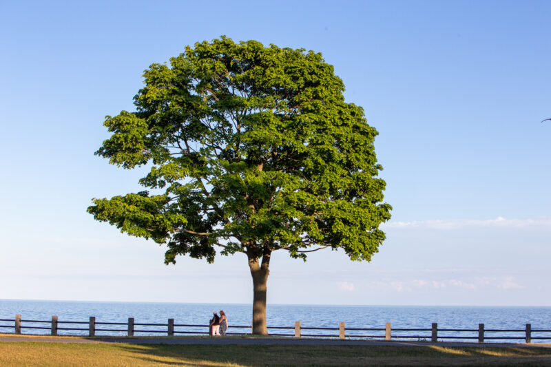 Lone Tree in the Park — Tree in a Park along the shore of Lake Onatario — Nature, Plant, Tree, Wood