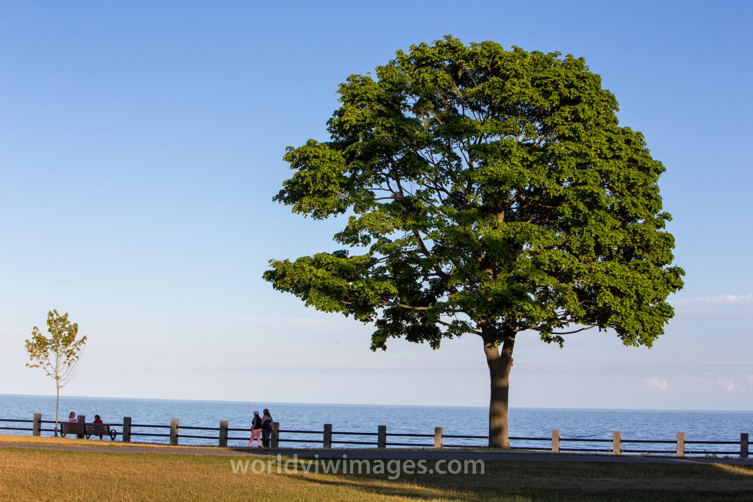 Lone Tree in the Park