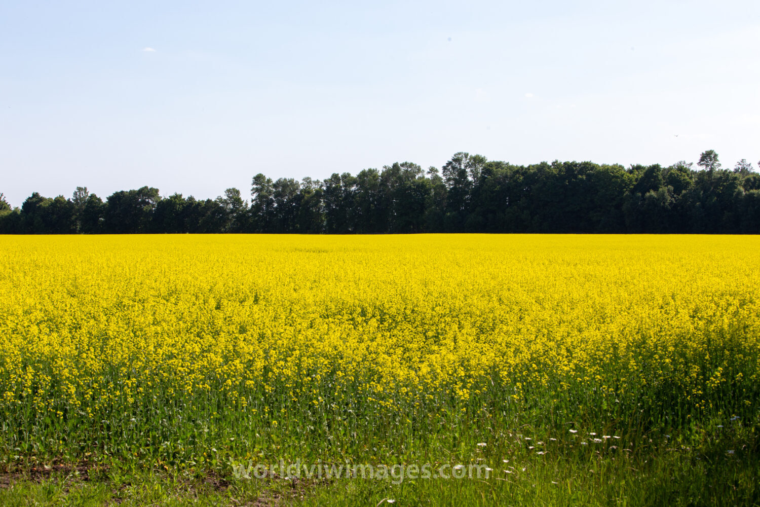 Canola