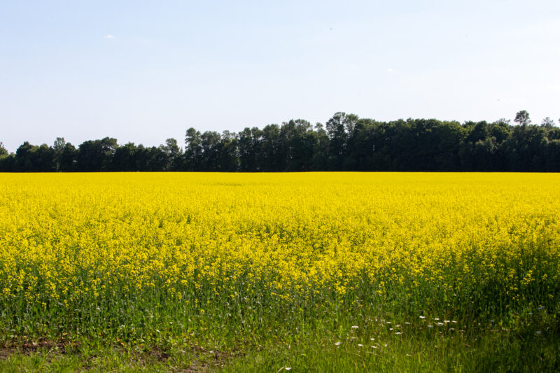 Canola — Agriculture, Canola, Complementary Colors, Field, Lowland
