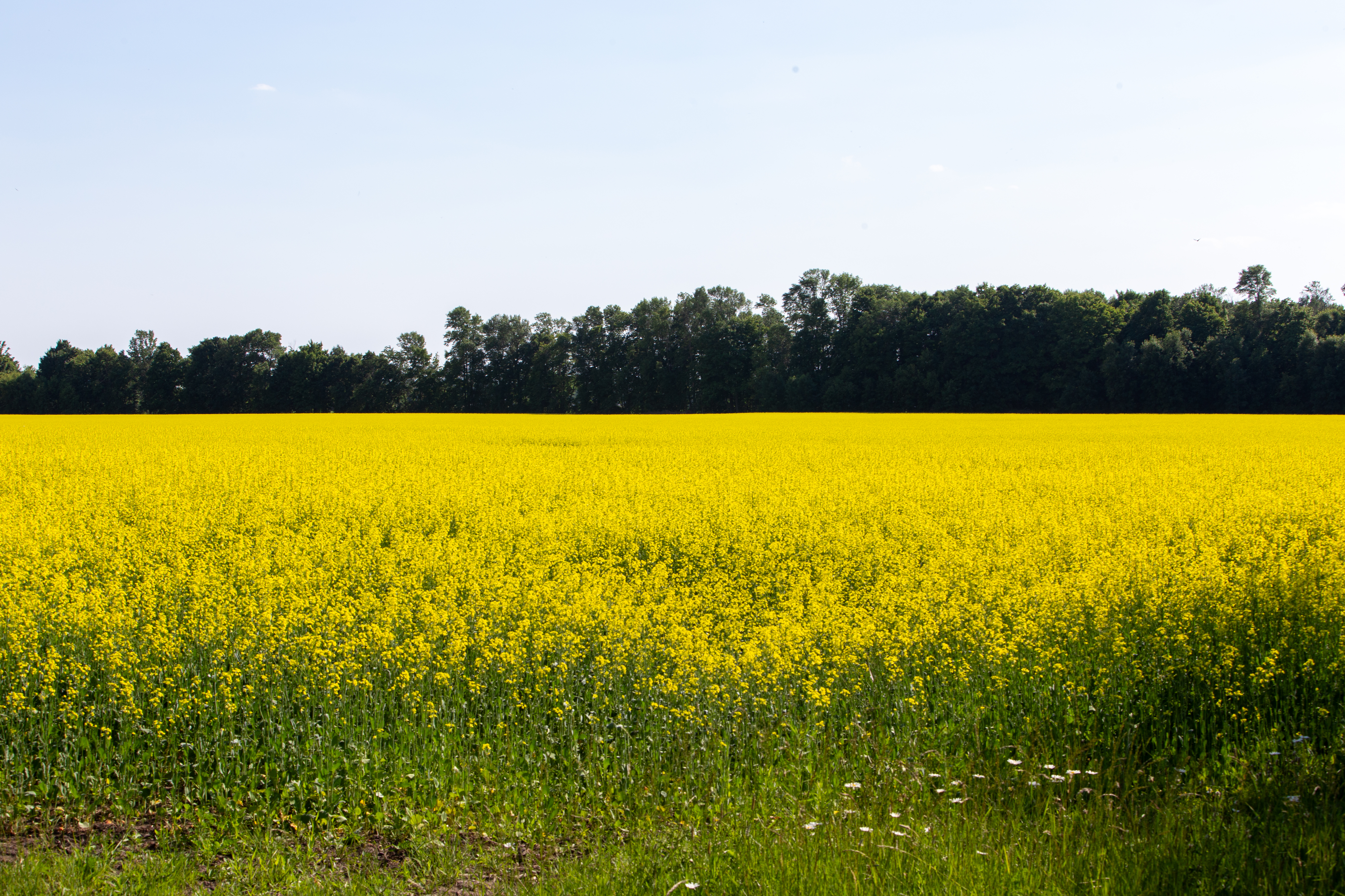 Canola