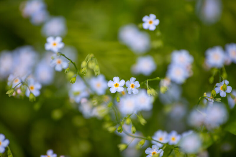 Wildflowers — Blossom, Bokeh, Flower, Nature, Plant
