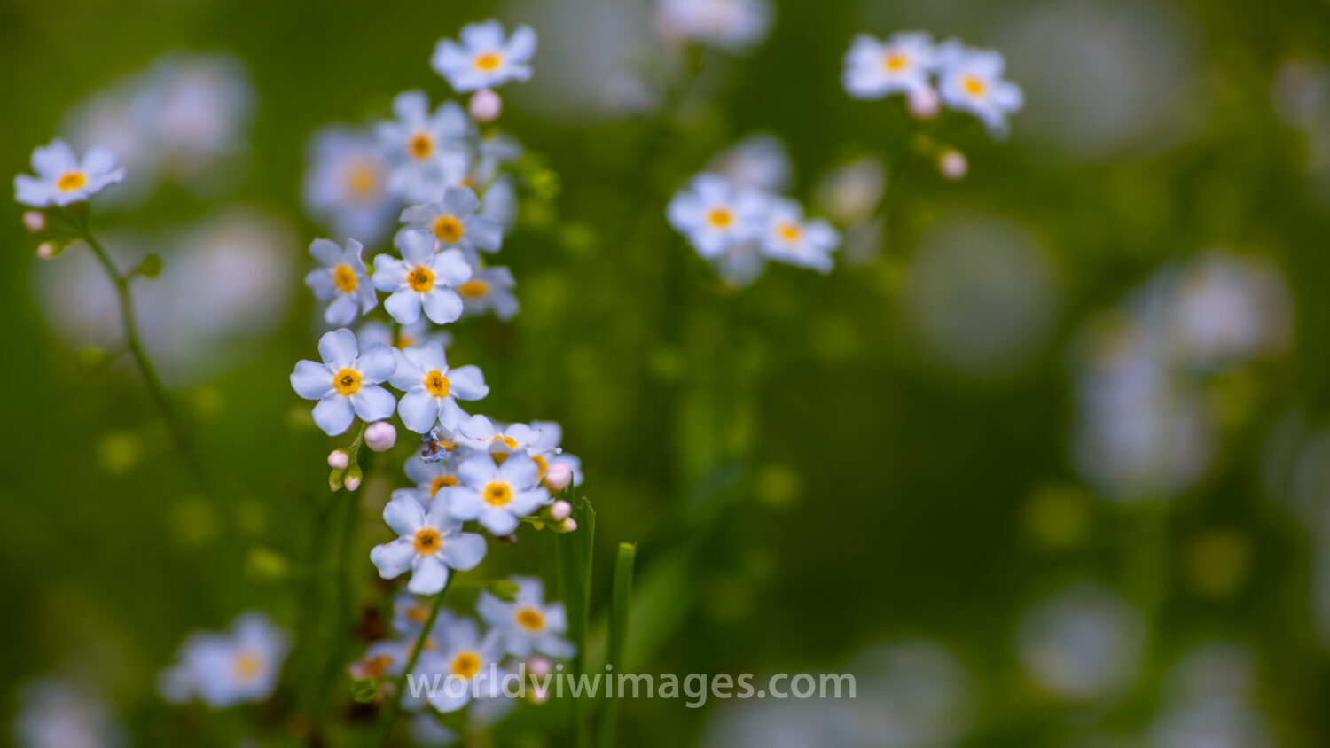 Wildflowers