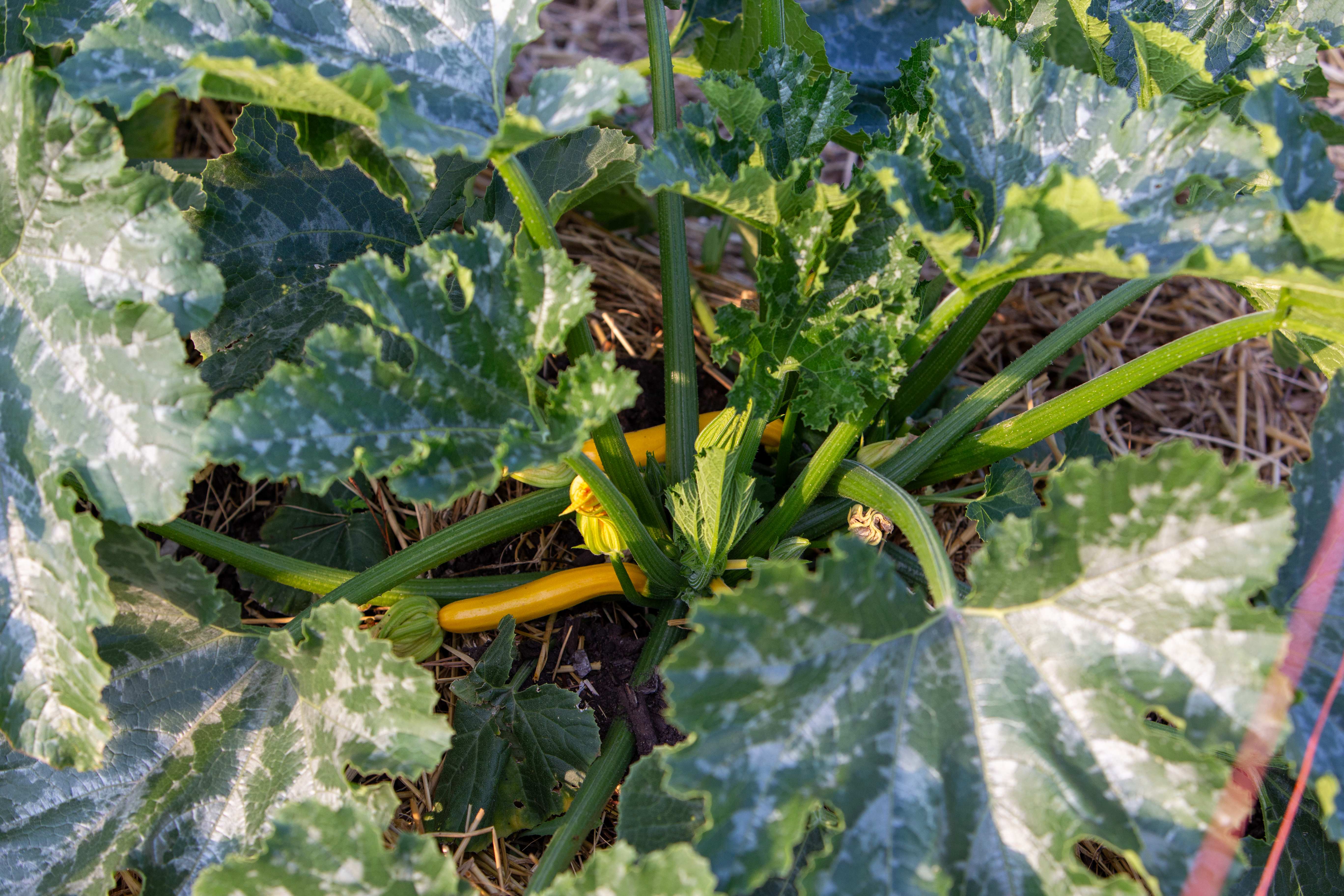 Yellow Long Squash