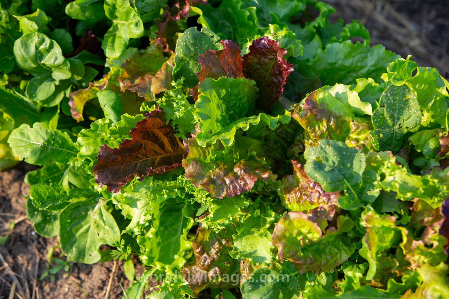 Leaf Lettuce