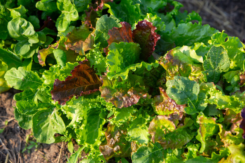 Leaf Lettuce — Food, Vegetable, lettuce, leaf, redleaf