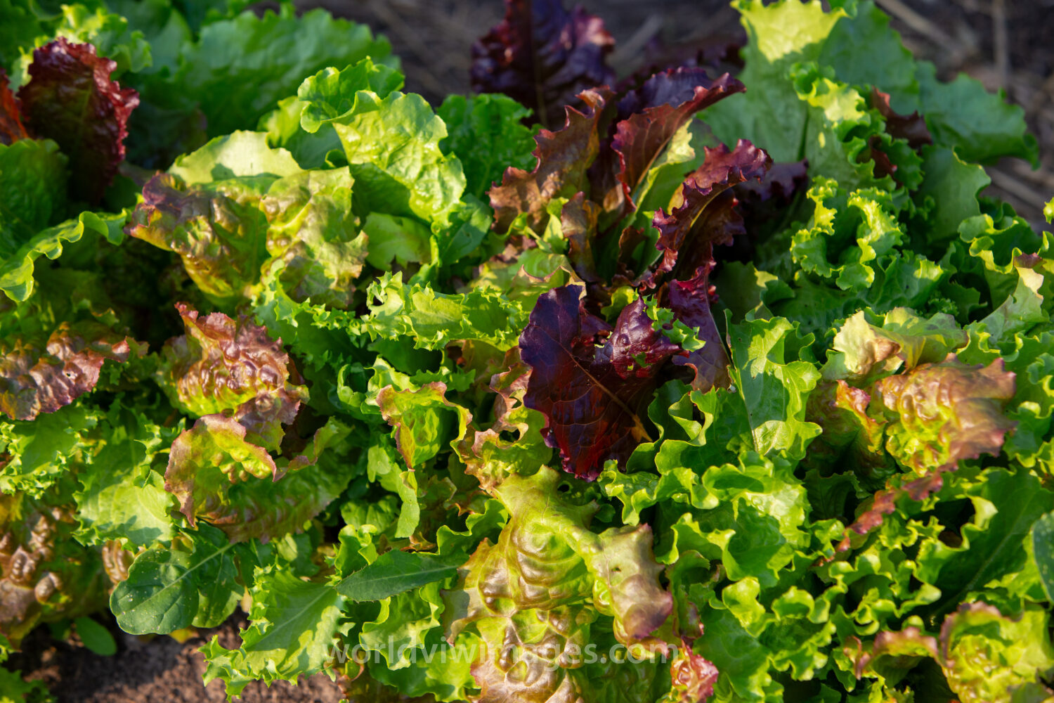 Leaf Lettuce